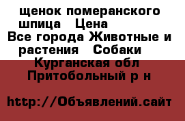 щенок померанского шпица › Цена ­ 45 000 - Все города Животные и растения » Собаки   . Курганская обл.,Притобольный р-н